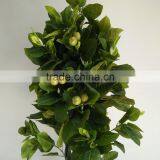 Ornamental Green Apple Tree Artificial Decorative Fruits Tree thumbnail-2