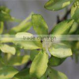 Artificial Flowers Wholesale Plastic Primroses thumbnail-2