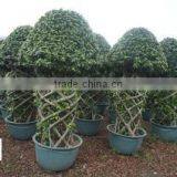 Royal Gardening Nursery Guangzhou company overview - view 2 thumbnail