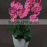 Rich and Colorful Orchid Small Plant Ornaments on the Table Manufacturer in China thumbnail-3