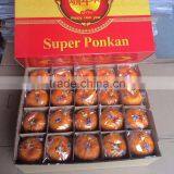 In 2016 Yongchun Fresh Orange Fragrant and Sweet Bright Red High Sugar thumbnail-2