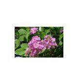 Banaba Leaf Extract thumbnail-1