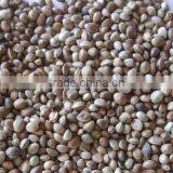Hemp Seed thumbnail-1
