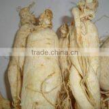 Top Quality 100% Natural Sun Dry White Ginseng Root With Tail for Tonic