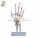 BIX-A1020 Life-size Hand Joint Skeleton Model thumbnail-1