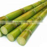 China Munufacture Pure White Cane Sugar in 50kg Bag thumbnail-5