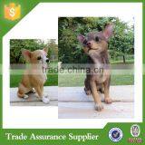 Resin Life Size Dog Statues For Home Decoration thumbnail-4