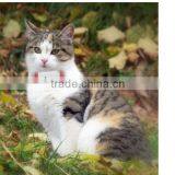 2016 Newest Mini Pet GPS Tracker for Cats Waterproof Tracking on APP