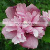 Special Herb Oil 100 Pure and Natural MUSK SEED Oil Rose-of-Sharon/Shrub-althea