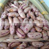 Chinese Cranberry Bean,2011 crop ,heilongjiang origin, hps