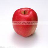 88# Qinguan Apple thumbnail-4