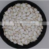 Snow White Pumpkin Seeds 9-14CM, 11-13MM thumbnail-1