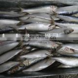 canned anchovy fillet sardine