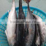 Fresh Fish Bonito Tuna Frozen Eastern Little Tuna 750G+ for Sale thumbnail-3