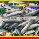 FROZEN LAYANG SCAD WHOLE ROUND thumbnail-1