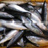 80-100G Bonito for Sale thumbnail-1