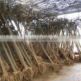 Sophora Japonica Cold Hardy Trees thumbnail-1