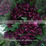 A Grade Different Varieties Of Small Sprayed Chrysanthemum For Sale thumbnail-4