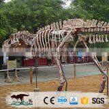 OA-DS-K16062401 High Quality Dinosaur Skeleton Model thumbnail-4