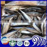 Whole round frozen mackerel fish for bait 120-160g