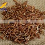 Organic red rice with good quality