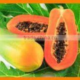 PAPAYA FRUIT POWDER FOR AYURVEDIC REMEDY thumbnail-4