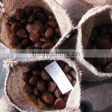 Bigbig Sweetsweet China Chestnut thumbnail-5