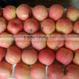 chinese fuji apple for sale