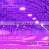 Promote Plants Growth Dimmable 300W Led Grow Light for Sale thumbnail-2