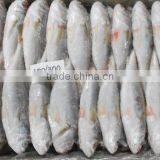 Silver Croaker thumbnail-1