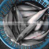 Pacific Mackerel thumbnail-1