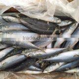 Frozen Pacific Mackerel/frozen Japanese Mackerel thumbnail-3