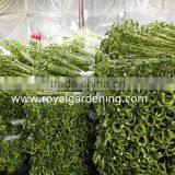 Spiral Lucky Bamboo High 40cm,45cm,50cm,60cm,70cm,80cm,90cm,1m thumbnail-1