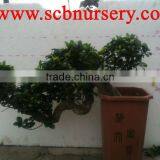Ficus Cascade 35cm Bonsai Nursery Wholesaler thumbnail-1