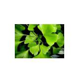 Ginkgo Leaf extract