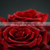 Top quality Black Magic black rose buy
