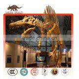 Life Size Dinosaur Fossil and Skeleton Model