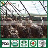 Bulk Supply Wholesale Price of Shiitake Mushroom Growing Log Bag Kit thumbnail-6