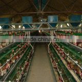 chicken cages layer poultry farm house