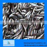 Fresh Frozen Seafood Frozen Sardine thumbnail-1