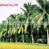 DESSICATED COCOCONUT thumbnail-6