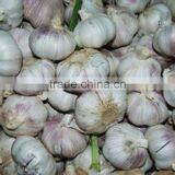 Sell For Ecuador Size 5.0cm Garlic thumbnail-6