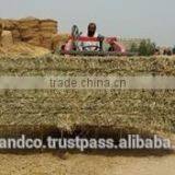 Rhodes Grass thumbnail-4