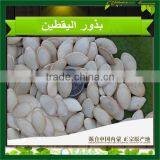 Shine Skin Pumpkin Seeds thumbnail-1