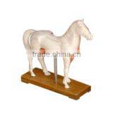Acupuncture Animal Anatomical Horse Skeleton Model thumbnail-2