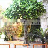 Home Garden Decoration 100cm to 1000cm Height Artificial Indoor Live Plastic Ficus Red With Green Big Tree EZLS05 1008 thumbnail-2