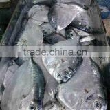 Frozen Moonfish Whole Round Mene Maculata Seafoodwholesale Food Prices thumbnail-1
