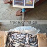 New Fresh Frozen Horse Mackerel Whole Round 25-30/kg thumbnail-1
