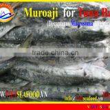 FROZEN MUROAJI FOR TUNA BAIT thumbnail-1