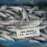 WHOLE ROUND FROZEN MACKEREL 8-10pcs/kg thumbnail-1